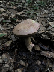 Xerocomellus dryophilus