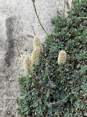 Petrophytum caespitosum