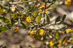 Grevillea chrysophaea