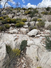 Petrophytum caespitosum