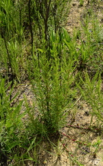 Cliffortia strobilifera