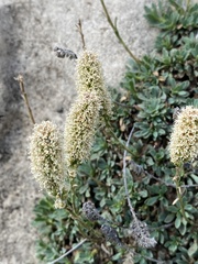 Petrophytum caespitosum