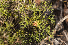 Isopogon ceratophyllus