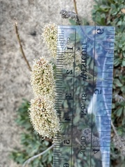 Petrophytum caespitosum