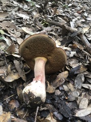 Xerocomellus dryophilus