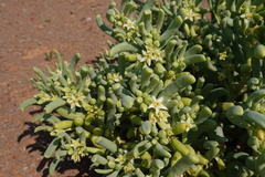 Augea capensis