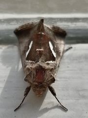 Macdunnoughia confusa