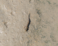 Periophthalmus argentilineatus