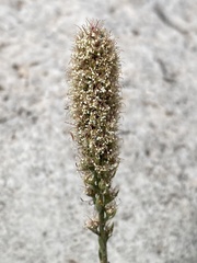 Petrophytum caespitosum