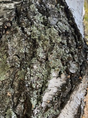 Flavopunctelia soredica