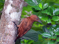 Micropternus brachyurus