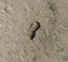 Periophthalmus argentilineatus