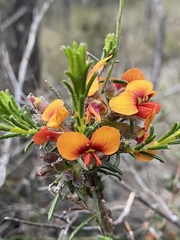 Dillwynia sericea