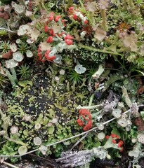 Cladonia pleurota