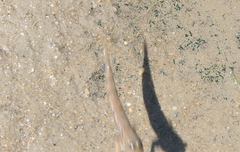 Periophthalmus argentilineatus