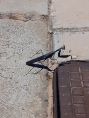 Sphodromantis viridis