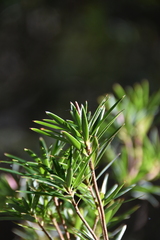 Cyathodes glauca