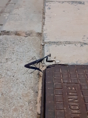 Sphodromantis viridis