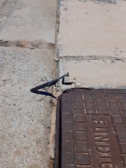 Sphodromantis viridis