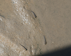 Periophthalmus argentilineatus