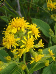 Solidago cuprea