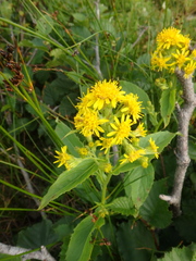 Solidago cuprea