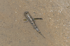 Periophthalmus argentilineatus