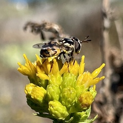 Copestylum marginatum