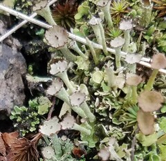 Cladonia gracilis