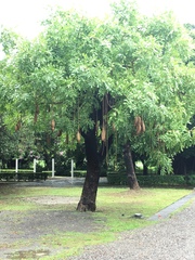 Kigelia africana africana