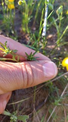 Hermannia procumbens myrrhifolia
