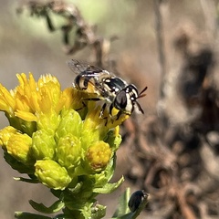 Copestylum marginatum