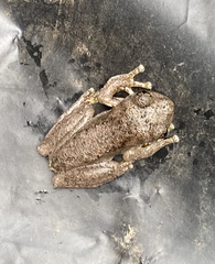 Litoria peronii