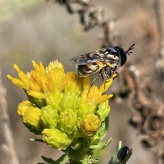 Copestylum marginatum