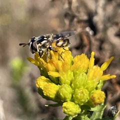 Copestylum marginatum