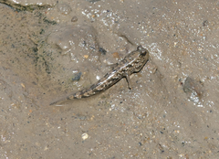 Periophthalmus argentilineatus