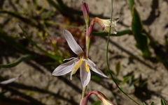 Hesperantha