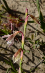 Hesperantha