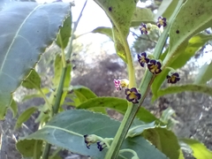Melicytus lanceolatus