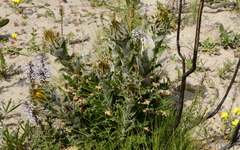 Berkheya armata
