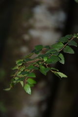 Nothofagus cunninghamii