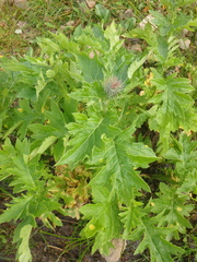 Cirsium kamtschaticum