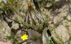 Berkheya armata
