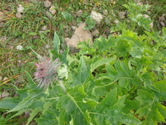 Cirsium kamtschaticum