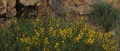 Calobota