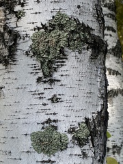 Flavopunctelia soredica