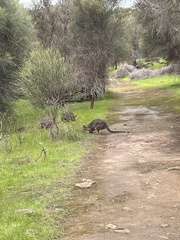 Notamacropus eugenii