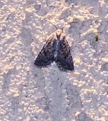 Protorthodes melanopis
