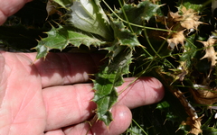 Berkheya armata