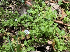Stellaria flaccida